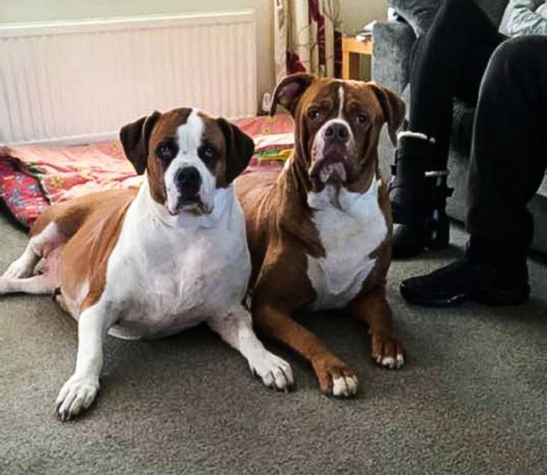 Dos perros asesinan a su dueña