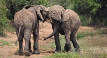 Elefantas que radican en un zoológico reciben pedicura y el VIDEO se hace viral