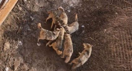 Manada de lobos devora a un perrito que cayó a su jaula en un zoológico de China