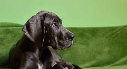 ¿Adoptarás a un gran danés? Estos son los nombres ideales para esta raza de perros