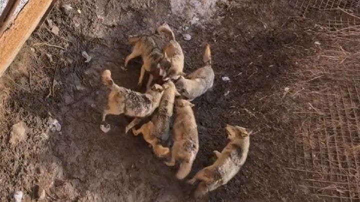 Manada de lobos devora a un perrito que cayó a su jaula en un zoológico de China