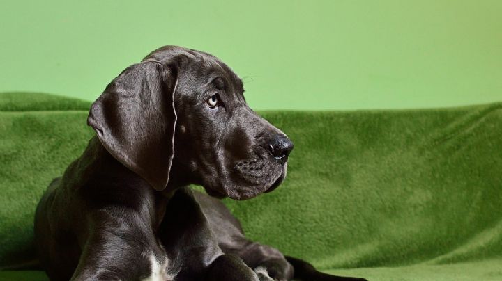 ¿Adoptarás a un gran danés? Estos son los nombres ideales para esta raza de perros