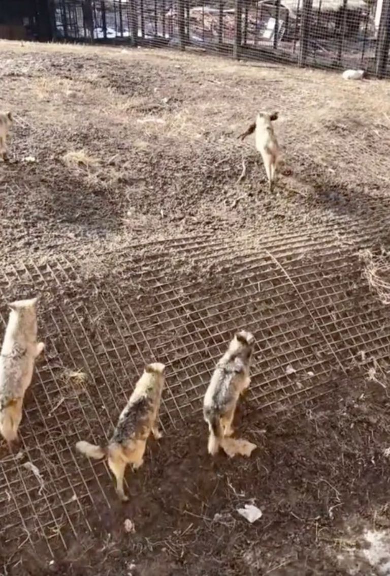Lobos devoran a un perrito que cayó a su jaula en zoológico de China