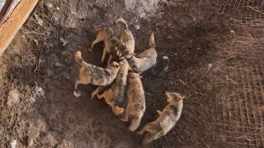 Manada de lobos devora a un perrito que cayó a su jaula en un zoológico de China