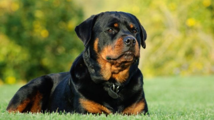 ¿Quieres adoptar un rottweiler? Antes de hacerlo debes de tomar esto en cuenta