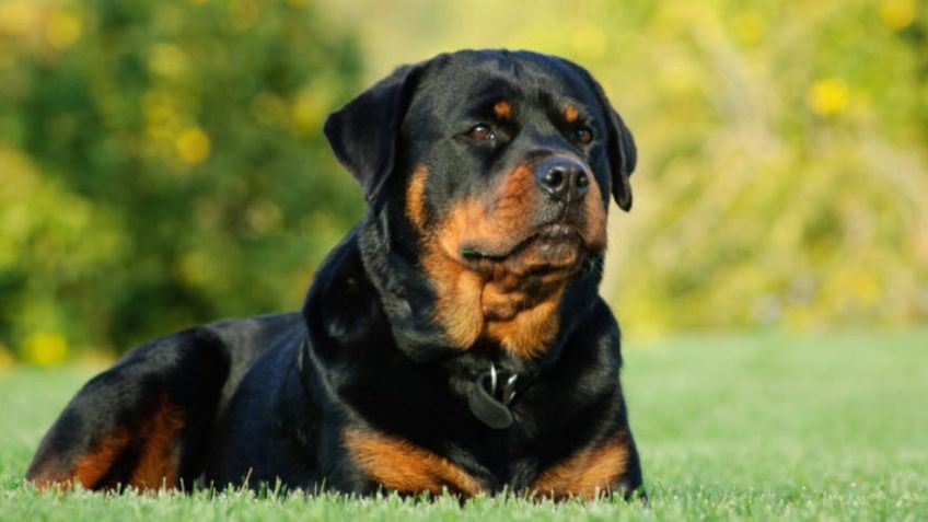 ¿Quieres adoptar un rottweiler? Antes de hacerlo debes de tomar esto en cuenta