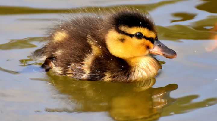 VIDEO: Unos policías ayudaron a una familia de patos bebé a reunirse con su madre