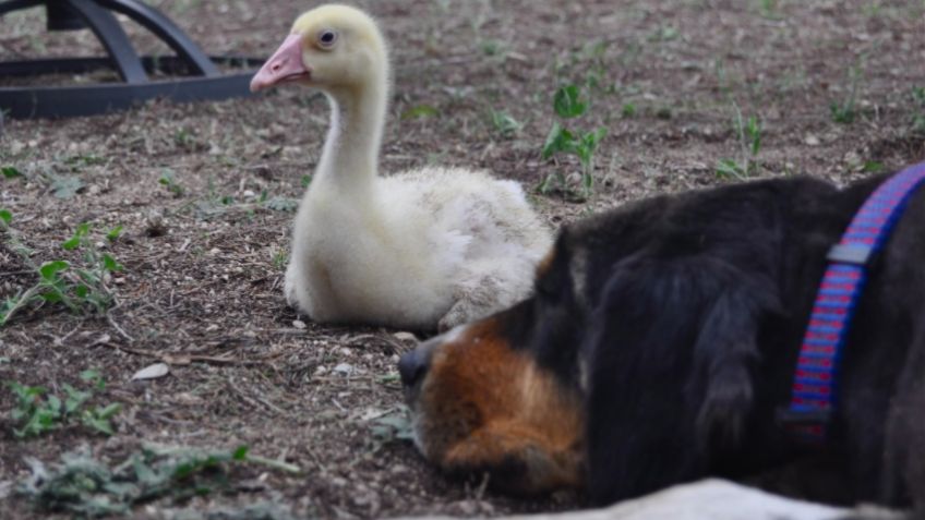 Madre de otra especie: 'Perrita' adopta un pato y lo trata como si fuera su cachorro
