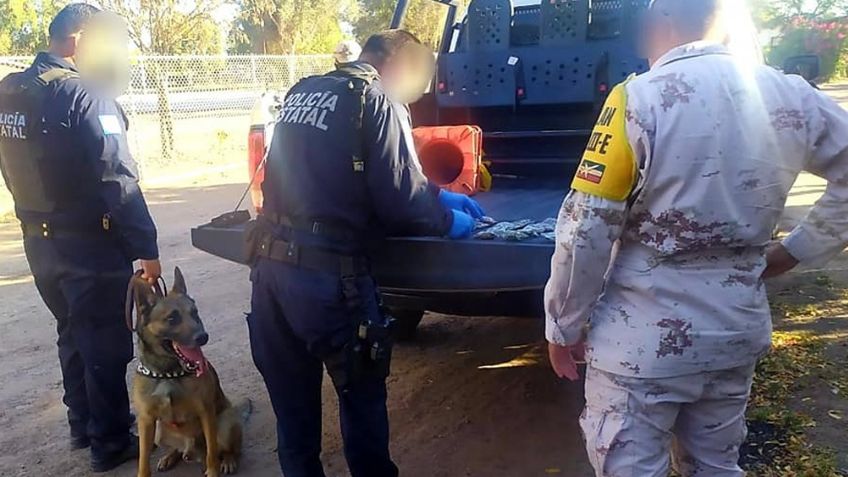 Binomios caninos localizan 54 envoltorios de marihuana abandonados en predio de Cajeme