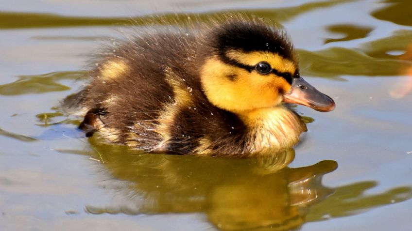 VIDEO: Unos policías ayudaron a una familia de patos bebé a reunirse con su madre