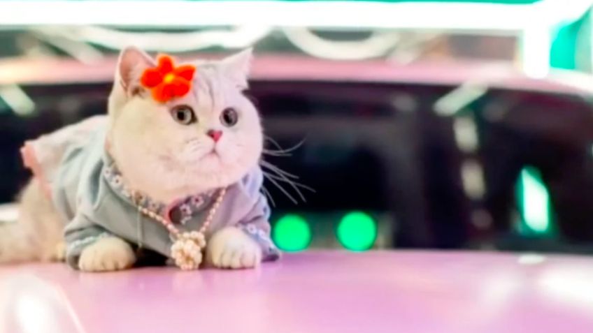La industria automotriz tiene una nueva modelo; cobra más de 5 mil dólares al mes y es ¡un gato!
