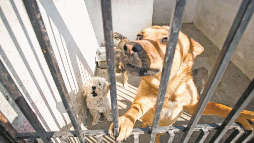 Crueldad animal, a la alza en Navojoa; hay tres casos de perros baleados