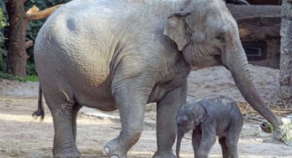 ¡Tragedia en India! Rayo cae en un bosque y mata a un total de 22 elefantes