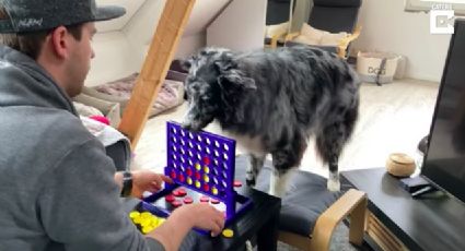 (VIDEO) ¡Qué destreza! Este 'perrito' cautiva las redes al jugar Jenga con su dueño