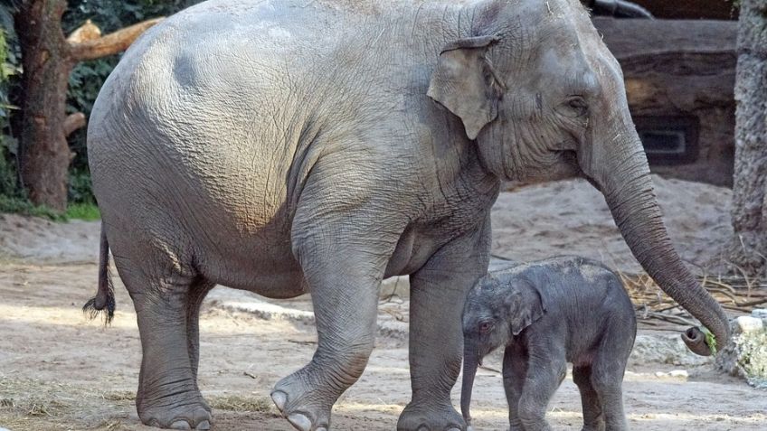 ¡Tragedia en India! Rayo cae en un bosque y mata a un total de 22 elefantes