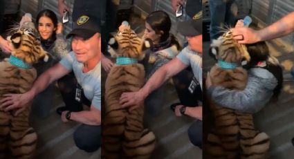 Termina la angustia: Capturan a tigresa de bengala que escapó en las calles de Houston