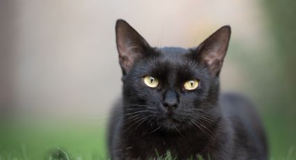 VIDEO: ¡De infarto! Esto es lo que pasa cuando un gato salta de un quinto piso