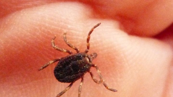 Contrae tres enfermedades; una picadura de garrapata lo llevó a la sala de urgencias