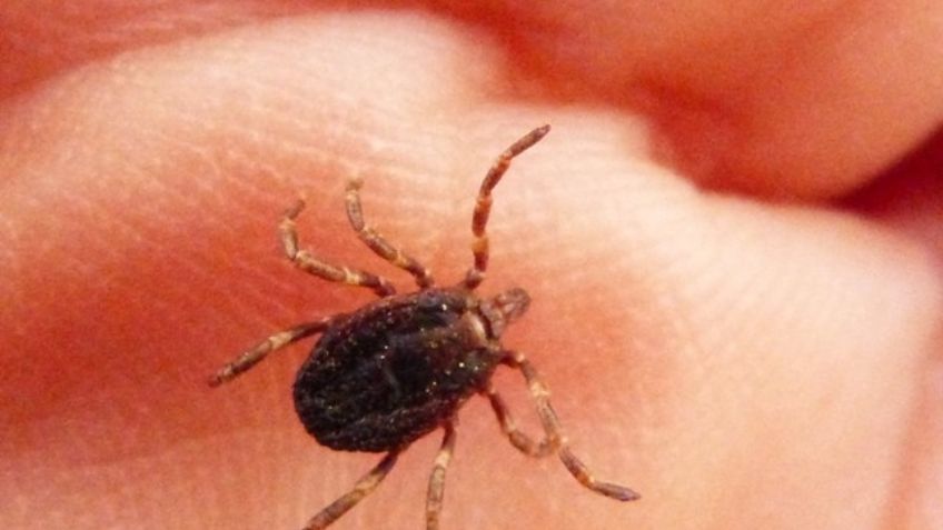 Contrae tres enfermedades; una picadura de garrapata lo llevó a la sala de urgencias