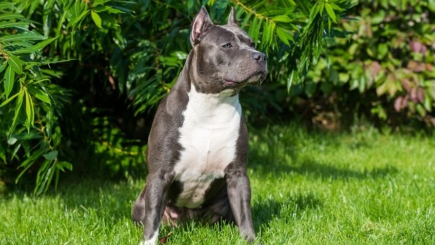 ¿Quieres adoptar un pitbull? Así debe ser el hogar de este adorable perro