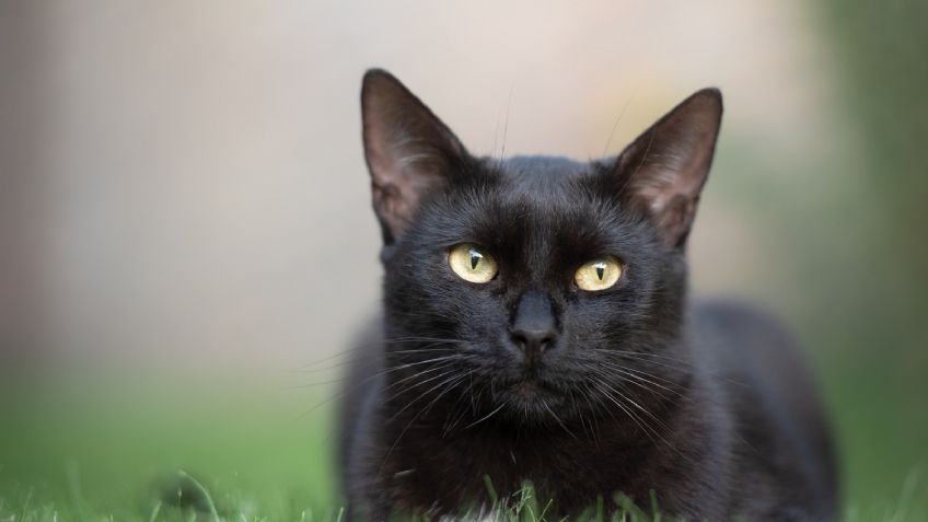 VIDEO: ¡De infarto! Esto es lo que pasa cuando un gato salta de un quinto piso