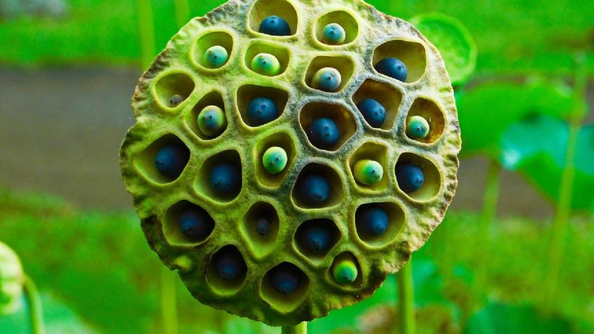 De no creerse: La tripofobia no es una fobia en realidad según los expertos