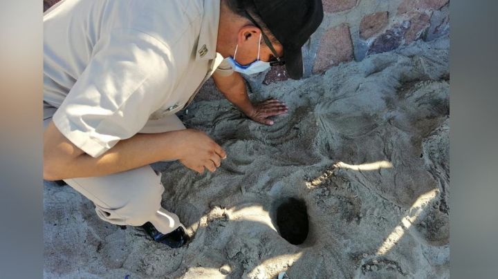 Presencia de plásticos en el mar de Guaymas afecta desarrollo de tortugas