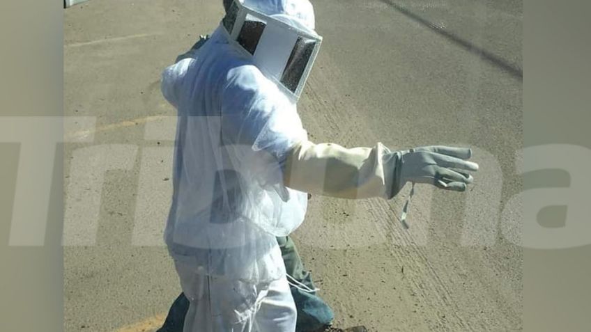 Retiro de panales de abejas: Un tema en rezago por las autoridades en Guaymas