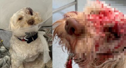 ¡Sobrevive de milagro! El perrito 'Waffle' pierde un ojo tras recibir un disparo en la cara