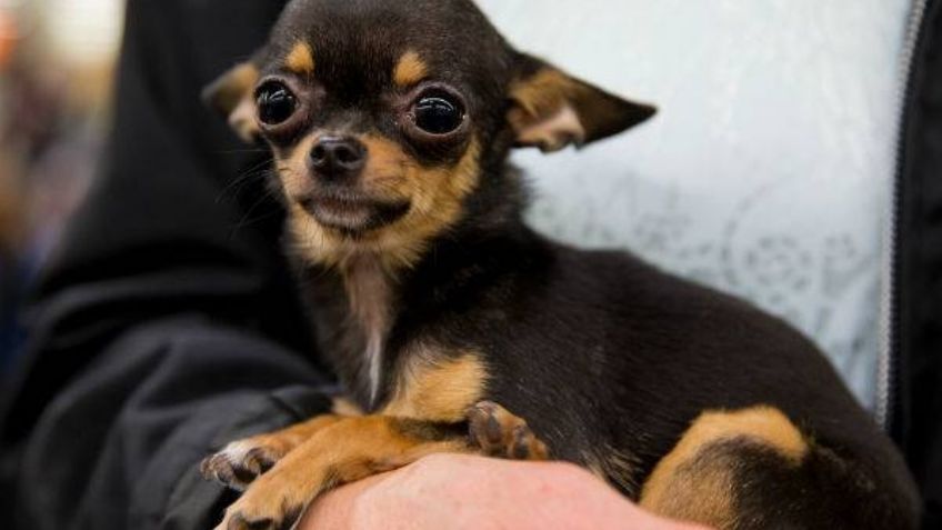 ¡Son adorables! Conoce los tipos de perros chihuahua que puedes adoptar