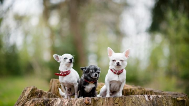 Así es la forma en la que debes cuidar a tu perro chihuahua para que sea feliz