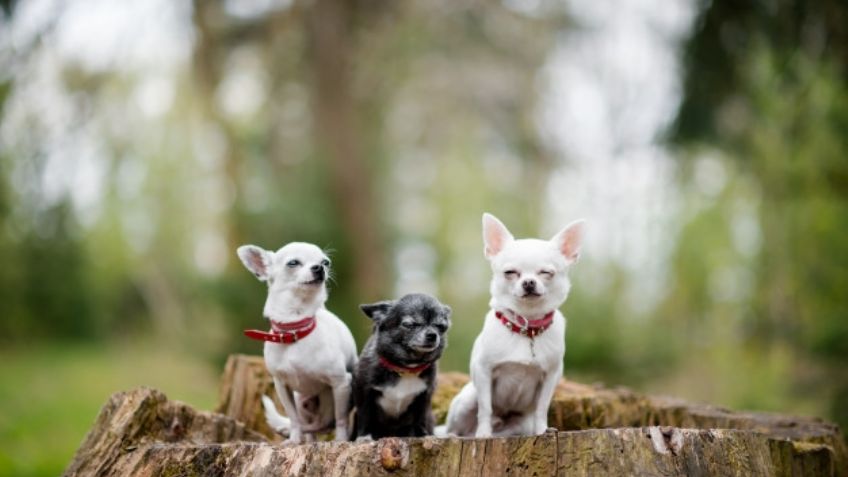 Así es la forma en la que debes cuidar a tu perro chihuahua para que sea feliz