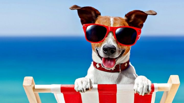 Viaja hasta el otro lado del mundo con estos ingeniosos nombres para perros en árabe