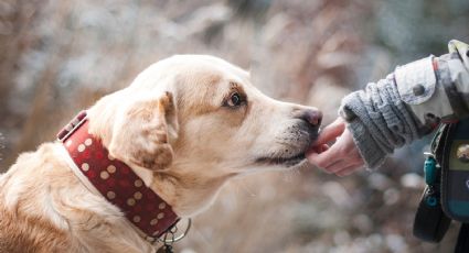 ¡Impactante! Perros rastreadores logran detectar el Covid-19; tienen un 97% de efectividad