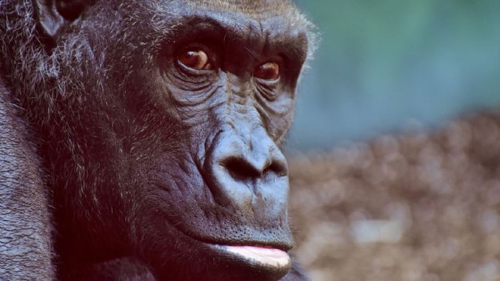 VIDEO: ¡Sorprendente! Un mono devora la comida que servirían en un avión para primera clase