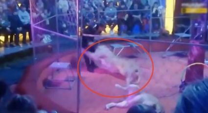 Impactante VIDEO del ataque de una leona; mordió al domador de circo en pleno show