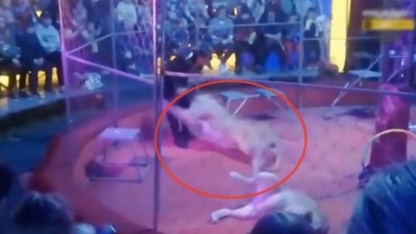 Impactante VIDEO del ataque de una leona; mordió al domador de circo en pleno show