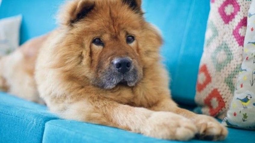 ¿Tienes un perro Chow chow? Esta es la forma en la que debes bañarlo
