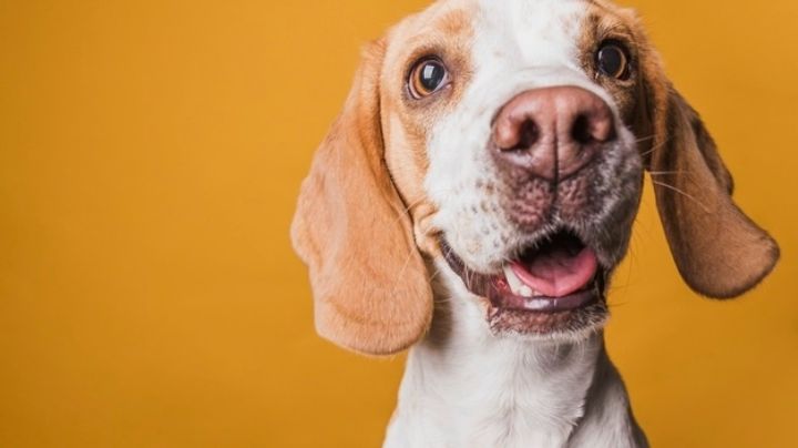 Diviértete al escoger un nombre para tu perro con estas ideas inspiradas en humanos