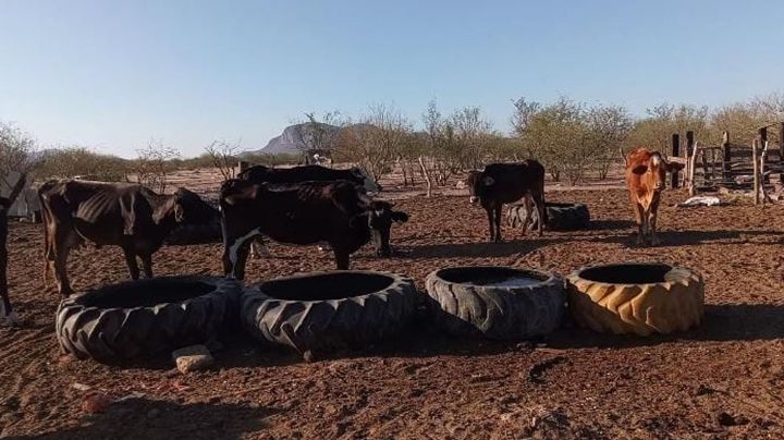 Leche bronca: ¿Es una producto lácteo bueno para la salud de los sonorenses?