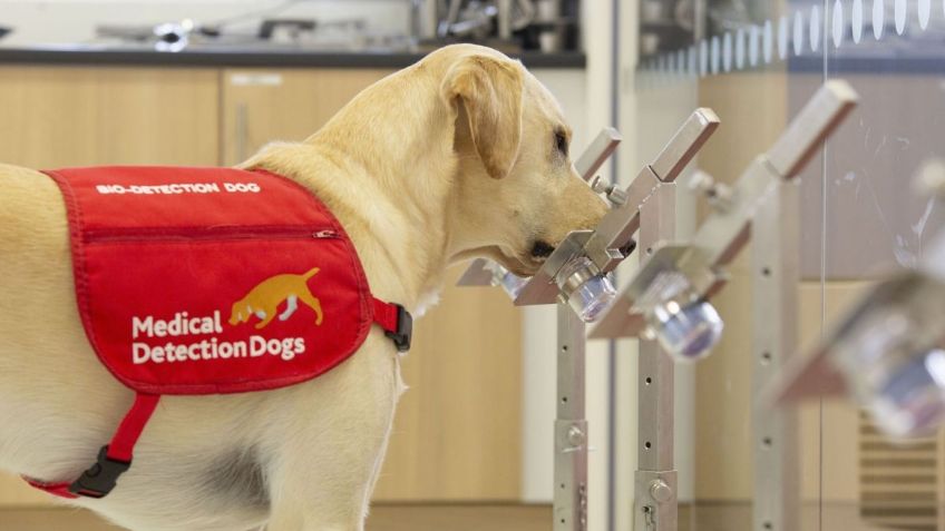 ¡Asombroso! Perros rastreadores tienen una eficacia del 94% en la detección del Covid-19
