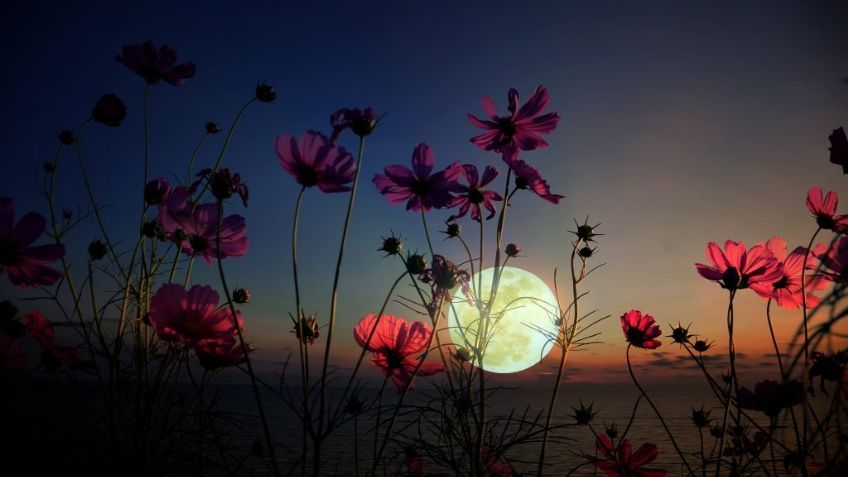 De película: Estos son los posibles efectos de la Superluna de flores sobre la Tierra
