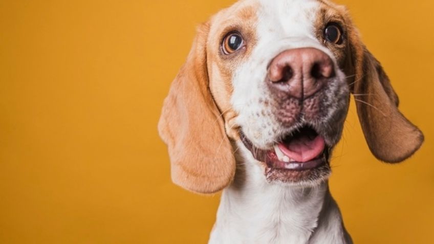 Lleva de viaje a tu mascota con estos originales nombres para perros en coreano