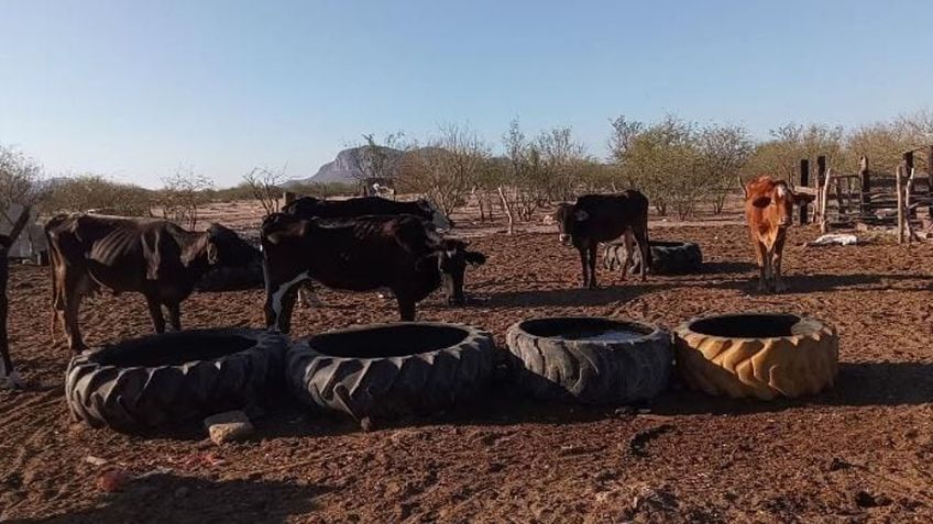 Leche bronca: ¿Es una producto lácteo bueno para la salud de los sonorenses?