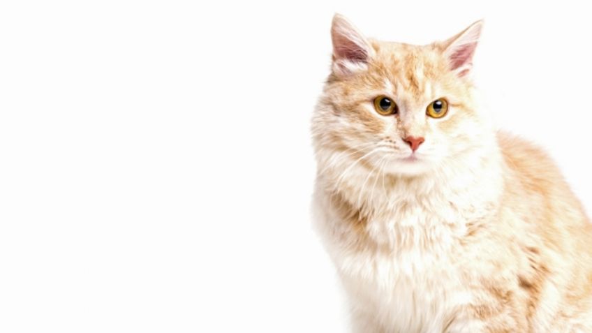 ¿Vacunarás a tu gato? Estos son los posibles efectos secundarios que puede padecer