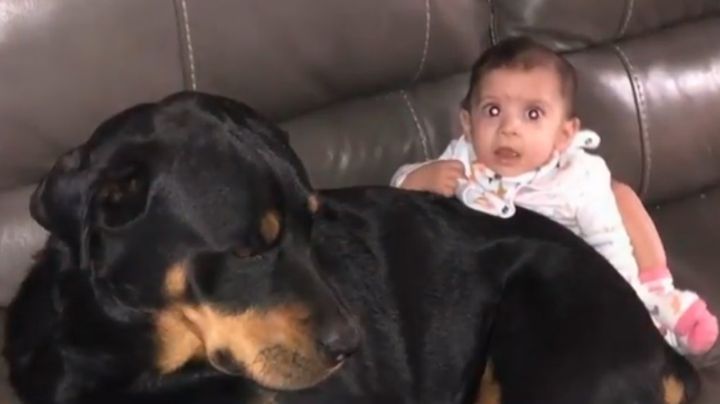 Perros rottweiler matan a un bebé de 10 meses de edad; su papá lo dejó solo unos minutos