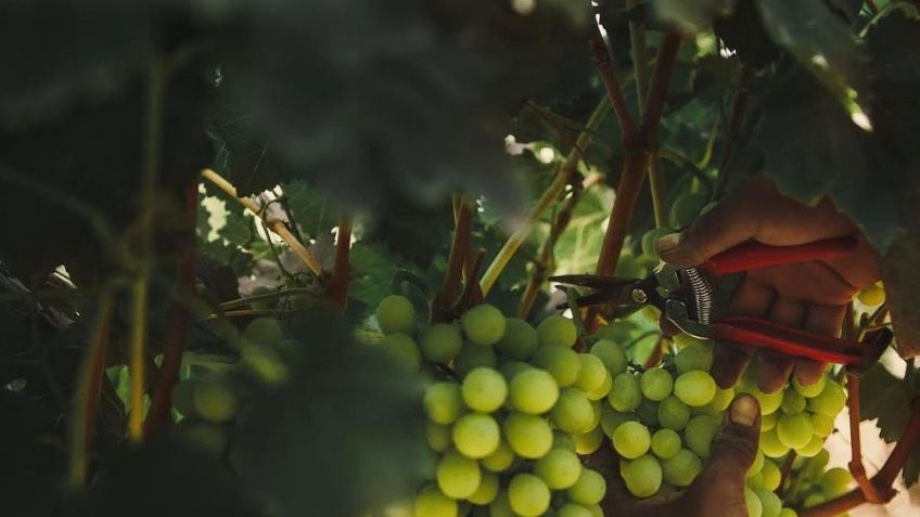 2021 es proclamado como El Año Internacional de las Frutas y Verduras, según la ONU