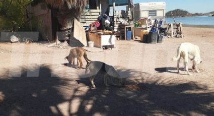 Trabajadores en Guaymas impulsan el respeto y protección a la vida animal