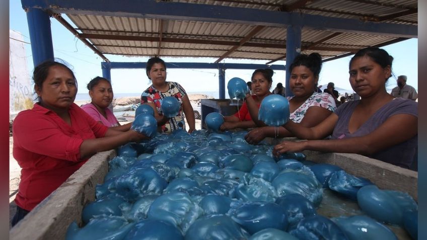 En medio de peligros, habitantes de Guaymas inician con la captura de medusas en el Mar de Cortés