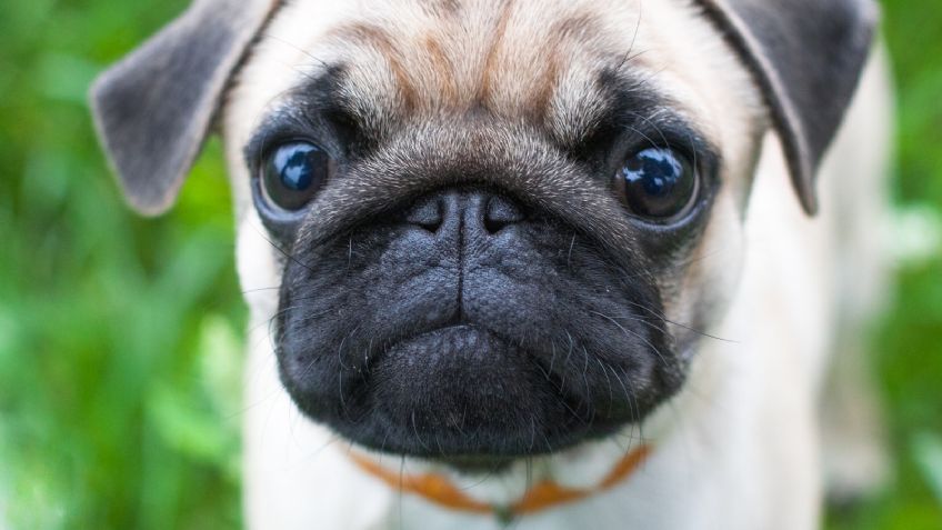 Blancos, negros y hasta plateados: Estos son los tipos de pug que existen